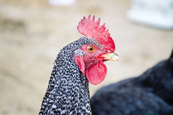 Cock gambar, ayam kepala, penis sangat lucu, mata ayam, ayam macro menembak ,, — Stok Foto