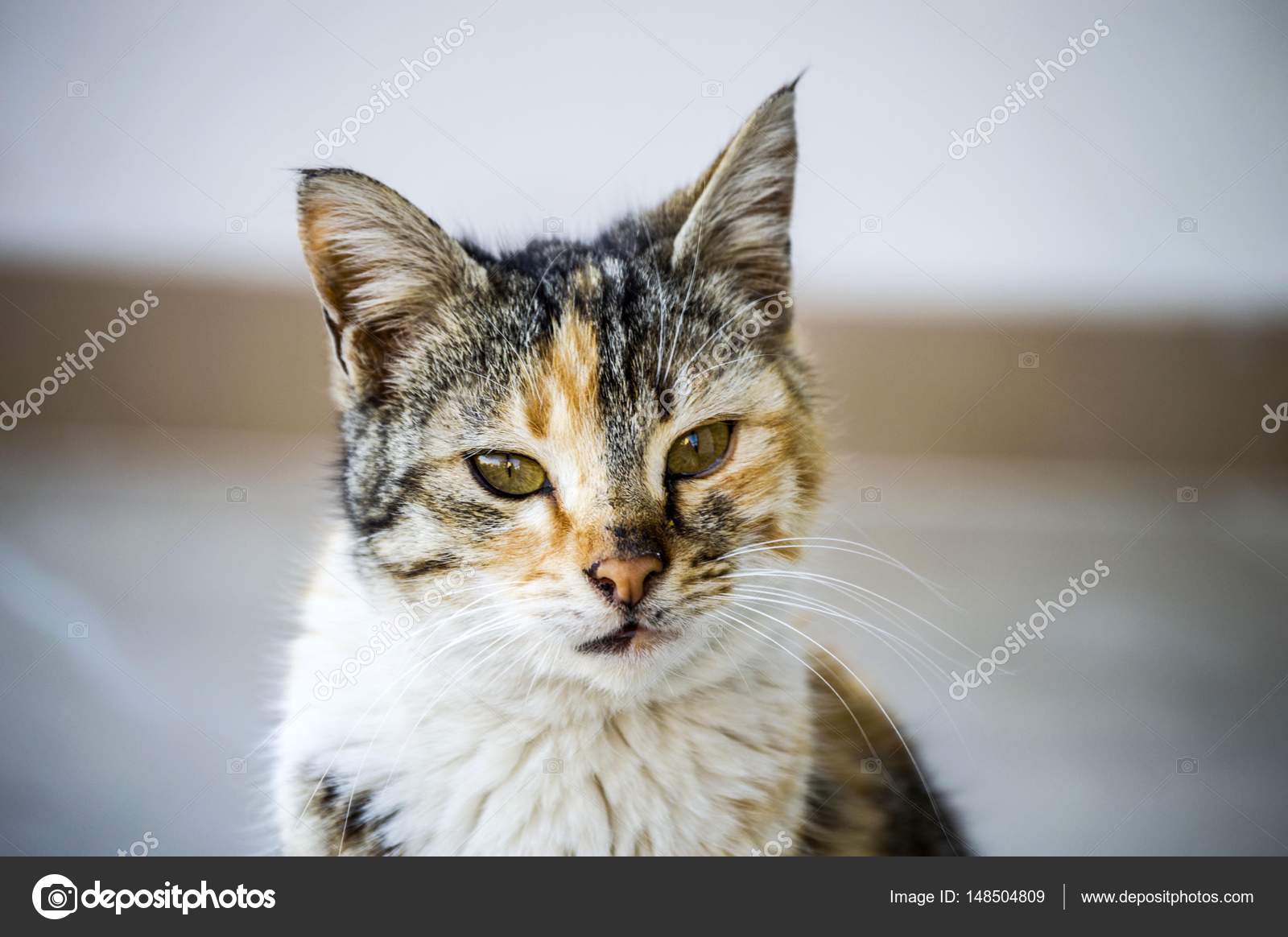 noir chatte Pictur