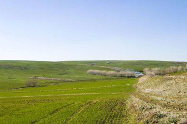 Tarım arazileri, Baharın gelişiyle takımıdır buğday buğday ekili