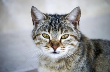 kedi resimleri, sevimli kedi resimleri, kedi gözü, en güzel kedi gözleri