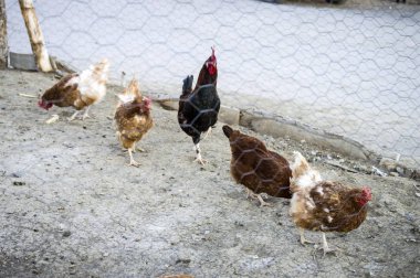 Tavuk ve horoz, tavuk ve horoz bir kümedeki