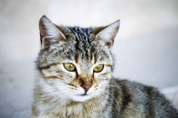 Foto di gatti, foto di gatti carini, occhio di gatto, gli occhi di gatto più belli — Foto Stock