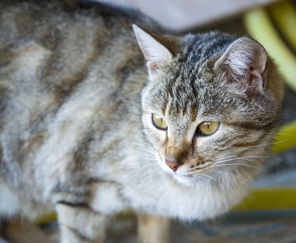 Kat foto's, leuke kattenbeelden, cat's eye, de mooiste ogen van de kat — Stockfoto