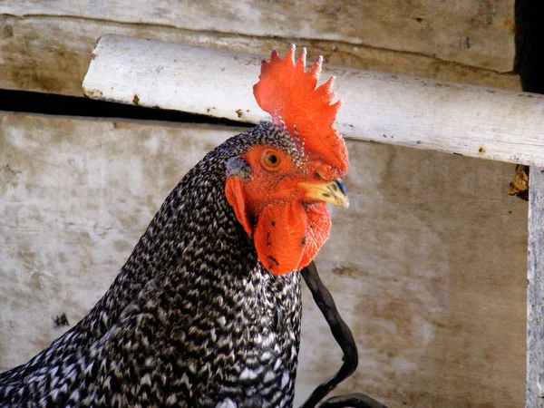 Pente vermelho, galo, cabeça de pau apenas — Fotografia de Stock