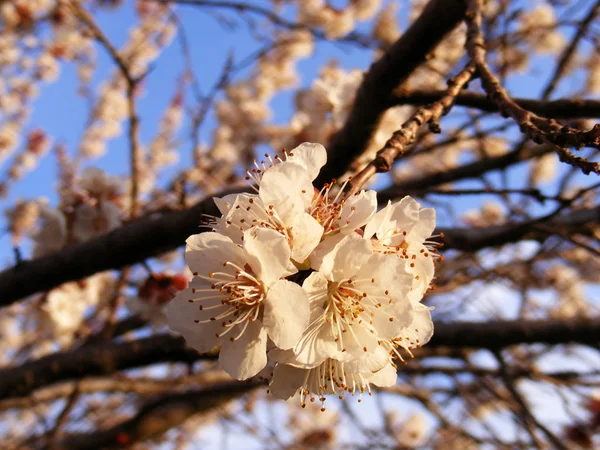 Blooming trees, flowering fruit trees, spring and blooming apricot trees — Stock Photo, Image