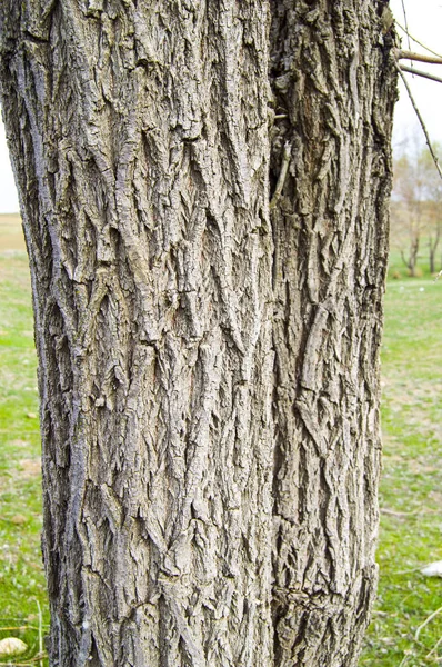 Willow tree obrázky vnějšího pláště, stromová kůra, vzorované kůra vrbové kůry stromů, — Stock fotografie