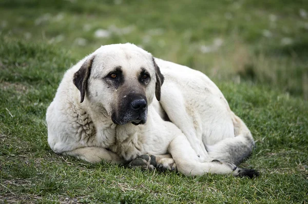 Lindos y dulces perros sentados y dormidos, imágenes de perros adecuados para hojas de calendario, imágenes de perros adecuados para varios proyectos , — Foto de Stock