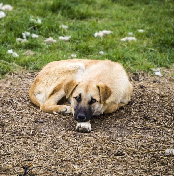 Lindos y dulces perros sentados y dormidos, imágenes de perros adecuados para hojas de calendario, imágenes de perros adecuados para varios proyectos , — Foto de Stock