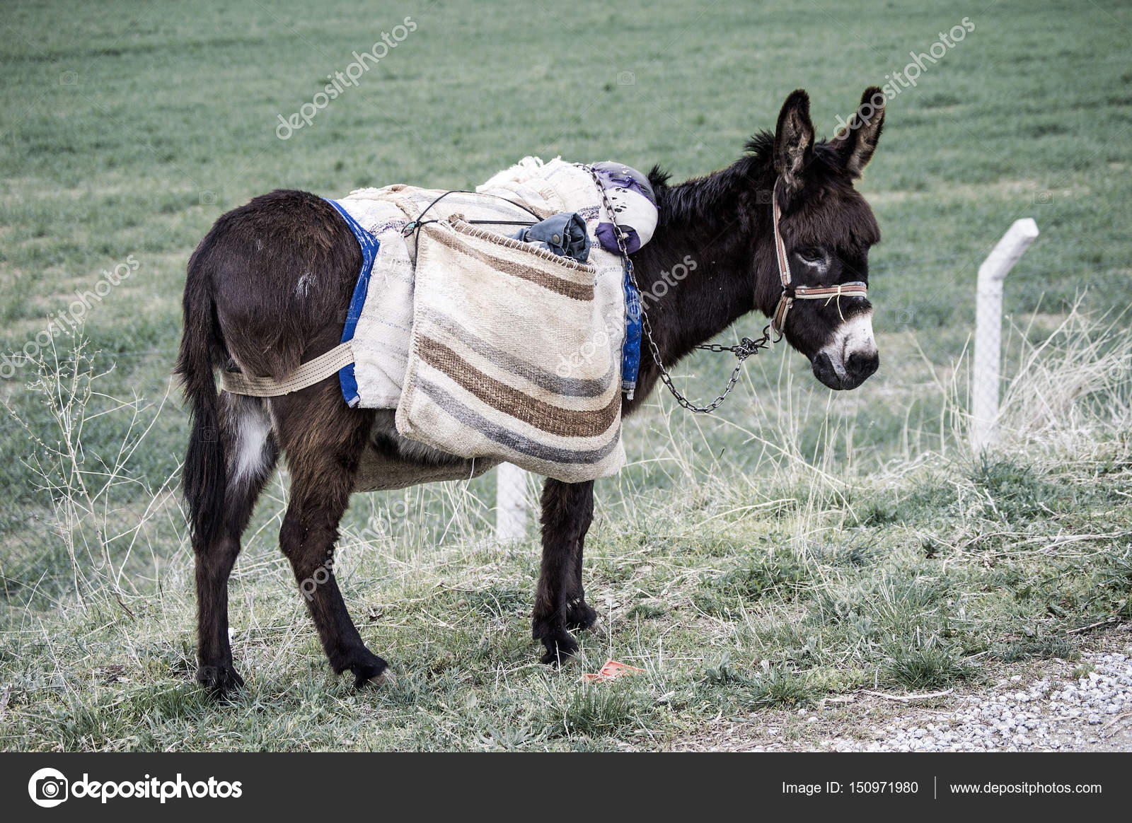 Pictures of beautiful black donkeys carrying loads, pictures of a cute shepherd's ass Stock Photo by ©kodbanker 150971980 Pictures of beautiful black donkeys carrying loads, pictures of a cute shepherd's ass Stock Photo by ©kodbanker 150971980