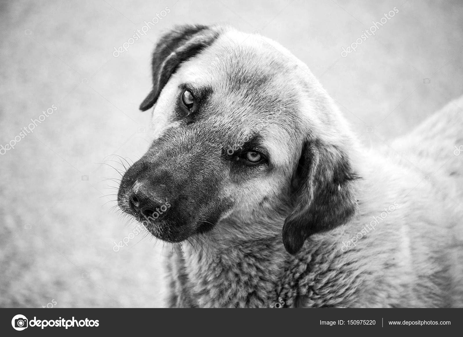 Dogs, portrait dogs pictures, dogs in different breeds, lying dogs