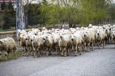 koyun, koyun, koyun kuzu kol dönen ev, geçen onlarca.