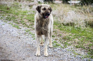 Sevimli ve tatlı ayakta köpek, takvim için uygun yaprakları, köpek resimleri çeşitli projeler için uygun,