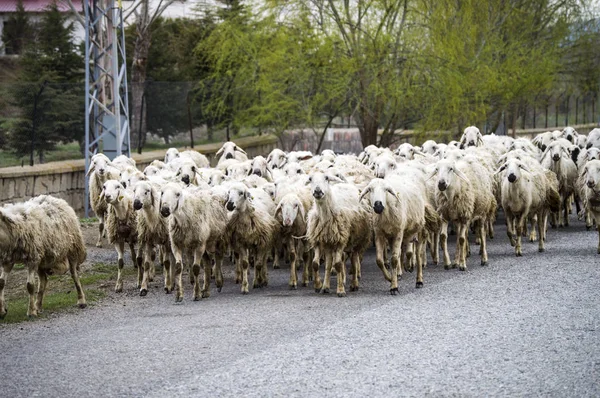 sheep\'s, dozens of sheep passing by, sheep returning home, sheep\'s arm.