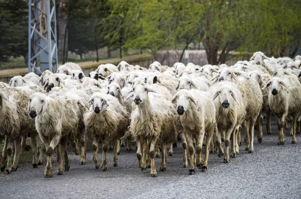 Ovejas, docenas de ovejas pasando, ovejas regresando a casa, brazo de oveja . —  Fotos de Stock