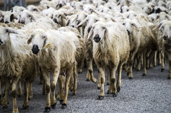 Ovejas, docenas de ovejas pasando, ovejas regresando a casa, brazo de oveja . —  Fotos de Stock
