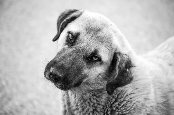  Köpekler, portre köpek resimleri, farklı doğurmak köpek yalan, köpekler oynarken, uyku köpek resimleri, ilginç ve güzel köpek resimleri, sokak köpekleri, aç ve yorgun köpekler, sevimli köpek, köpekler