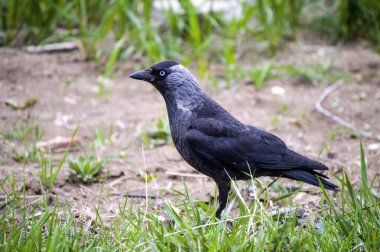 Karga, akıllı karga yem, akıllı kuş türü karga, tatlı Kara Karga için arıyor