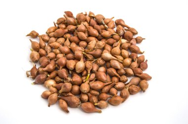 Küçük soğan tohumu, küçük soğan tohumu, seedable soğan tohumu beyaz arka plan