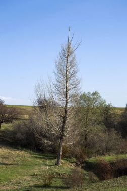 Bahar gelir ve ağaçlar dolmuştu, kuşlar çiçeklenme,