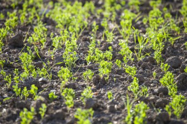 Bahar gelir ve ağaçlar dolmuştu, kuşlar çiçeklenme,