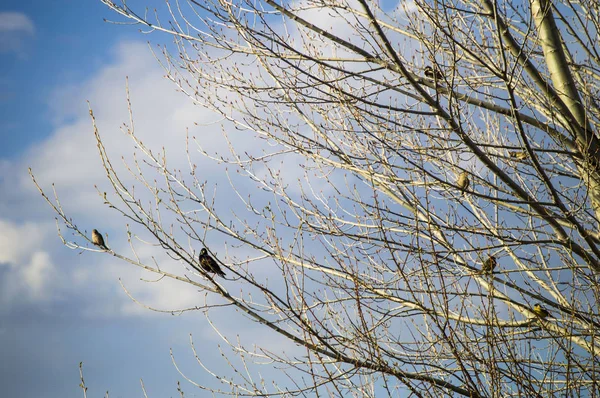 Arriva la primavera e gli alberi sono disseminati, gli uccelli sbocciano , — Foto Stock