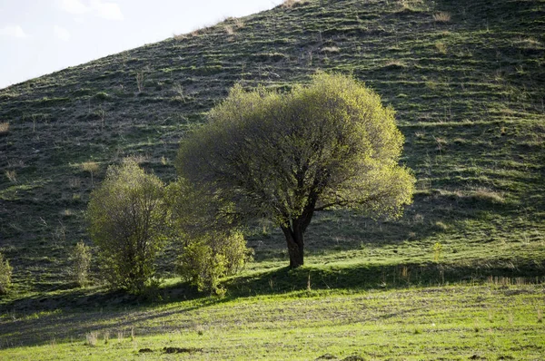 Le printemps arrive et les arbres sont jonchés, les oiseaux fleurissent , — Photo