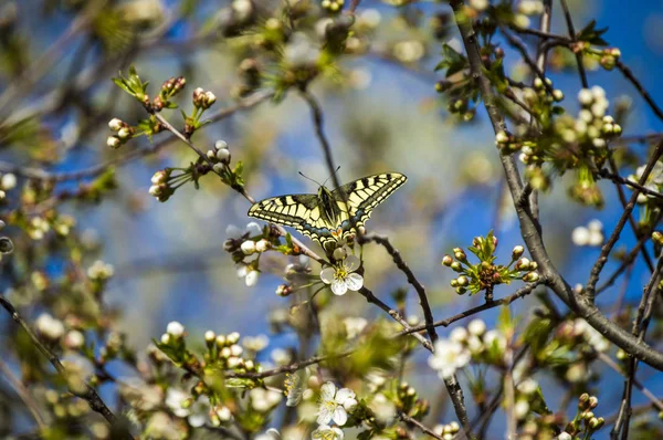 La llegada de la primavera, el despertar de la naturaleza y el inicio de las mariposas vuelan, la vista de primavera , —  Fotos de Stock