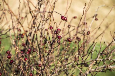 Kuşburnu vitamin bol olan Kuşburnu ağacında