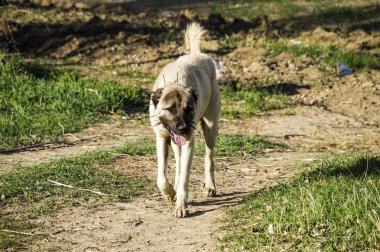 Afiş resim, poster büyük çoban köpeği resimleri köpek,