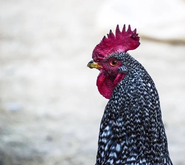 Gambar ayam yang paling indah untuk proyek yang paling indah , — Stok Foto