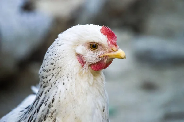 Gambar ayam yang paling indah untuk proyek yang paling indah , — Stok Foto