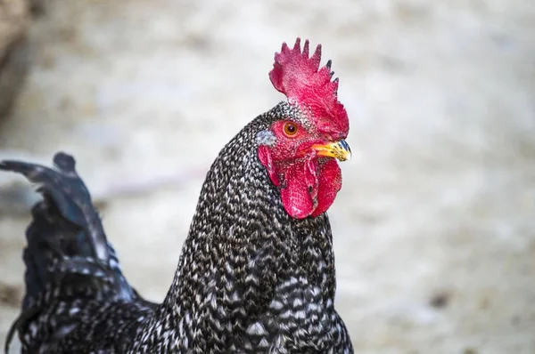 Gambar ayam yang paling indah untuk proyek yang paling indah , — Stok Foto