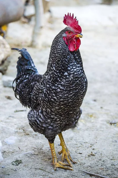 Gambar ayam yang paling indah untuk proyek yang paling indah , — Stok Foto