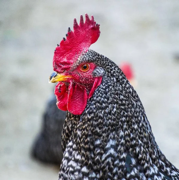 Gambar ayam yang paling indah untuk proyek yang paling indah , — Stok Foto