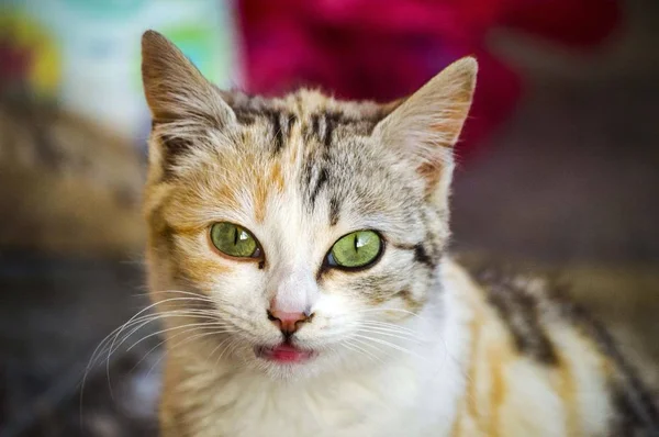 Foto di gatti, più belle occhiate di gatti, occhi di gatti più belli, cartolina, testa di gatto e occhi — Foto Stock