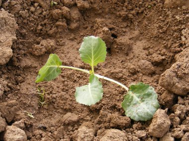 Beyaz lahana fuder, doğal alan Beyaz lahana yetiştiriciliği