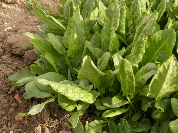 Sour weed plant grown in organic environment, sorrel plant, sour weed plant on the field