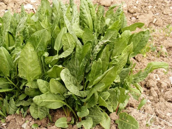 Sour weed plant grown in organic environment, sorrel plant, sour weed plant on the field