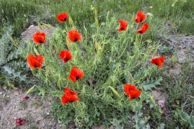 Bahar ve en güzel haşhaş çiçekleri,