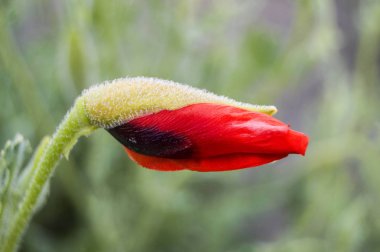 Hazır haşhaş haşhaş tomurcukları, en güzel haşhaş çiçek resimleri