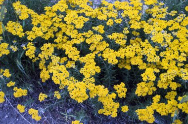 Kitty kaktüs bitkisel alternatif tıp tıbbi bitki