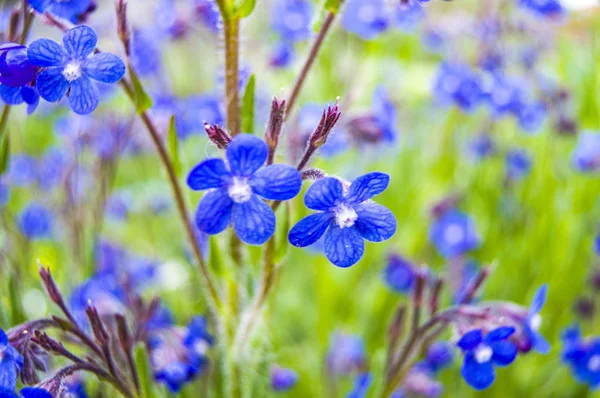 Borago (Anchusa) plant used in alternative medicine field — Stock Photo, Image