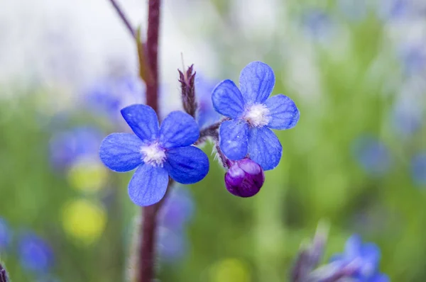 Borago (Farbownik) roślina używana w dziedzinie medycyny alternatywnej — Zdjęcie stockowe