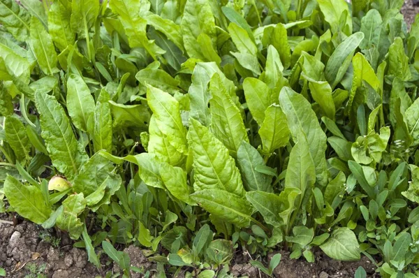 Alternatif Tıp alanında kullanılan yabani acetosella bitki 