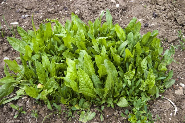 Rumex acetosella plant used in alternative medicine field — Stock Photo, Image