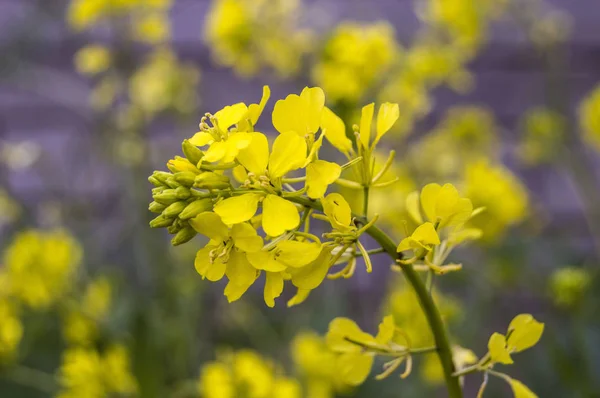 Alternatif Tıp alanında kullanılan Sinapis arvensis bitki 