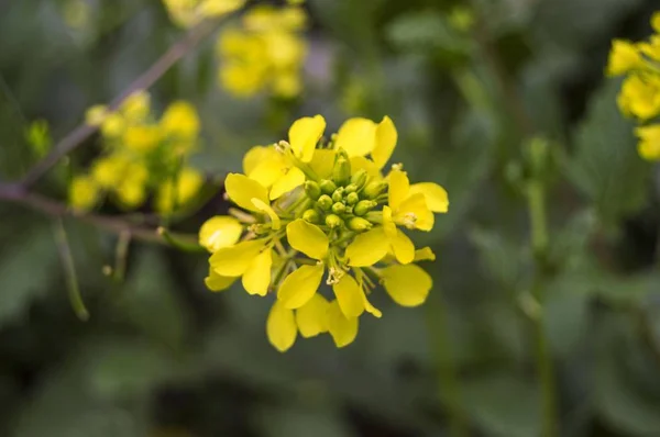 Alternatif Tıp alanında kullanılan Sinapis arvensis bitki 