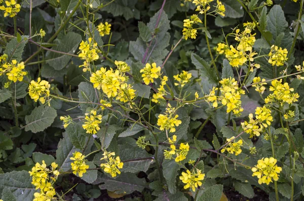 Sinapis arvensis växt används i alternativ medicin-fältet — Stockfoto