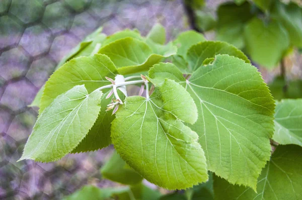 Tília e folha, medicina alternativa e folha de tília — Fotografia de Stock