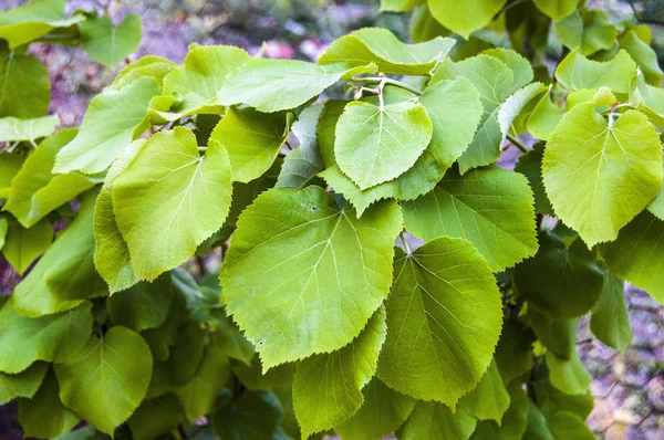 Linden tree and leaf, alternative medicine and linden leaf